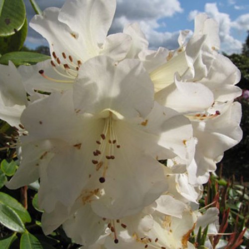 Rhododendron Cosmopolitan Hardy Hybrid | ScotPlants Direct